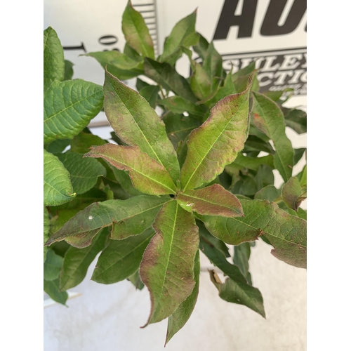 234 - TWO AZALEA MOLLIS, ONE 'PERSIL' IN LIGHT PURPLE AND ONE 'NABUCCO' ORANGE IN 2 LTR POTS. APPROX 50-60... 