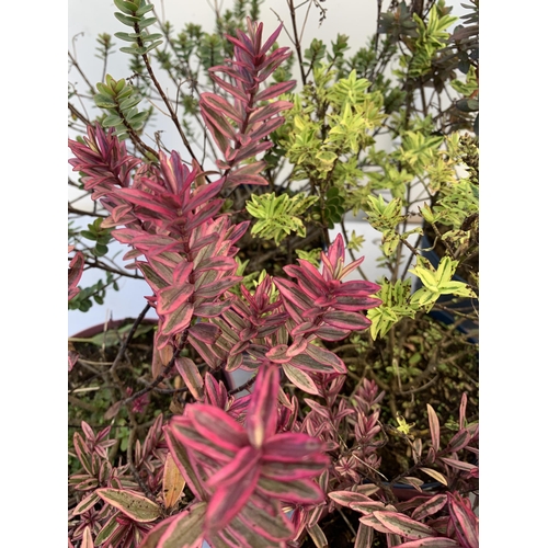 235 - SIX MIXED VARIETIES OF HEBES BLONDIE IN BRIGHT PINK AND GREEN ETC IN 2 LTR POTS HEIGHT 40-50CM PLUS ... 