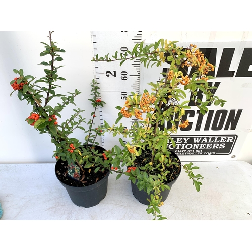 236 - TWO LARGE PYRACANTHA, 'SUNNY STAR' WITH  WITH ORANGE BERRIES AND ONE WITH DARK ORANGE BERRIES. APPRO... 