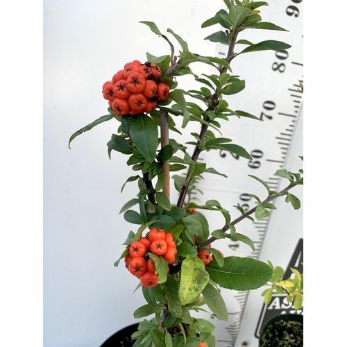 236 - TWO LARGE PYRACANTHA, 'SUNNY STAR' WITH  WITH ORANGE BERRIES AND ONE WITH DARK ORANGE BERRIES. APPRO... 