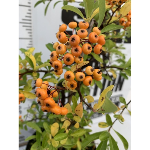 236 - TWO LARGE PYRACANTHA, 'SUNNY STAR' WITH  WITH ORANGE BERRIES AND ONE WITH DARK ORANGE BERRIES. APPRO... 