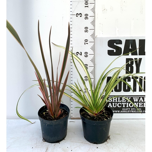 238 - TWO LARGE PHORMIUM TENAX 'RAINBOW QUEEN' AND 'CREAM DELIGHT' APPROX 80-100CM IN HEIGHT IN 5 LTR POTS... 