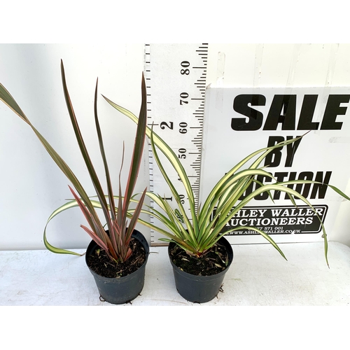 238 - TWO LARGE PHORMIUM TENAX 'RAINBOW QUEEN' AND 'CREAM DELIGHT' APPROX 80-100CM IN HEIGHT IN 5 LTR POTS... 