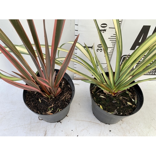 238 - TWO LARGE PHORMIUM TENAX 'RAINBOW QUEEN' AND 'CREAM DELIGHT' APPROX 80-100CM IN HEIGHT IN 5 LTR POTS... 