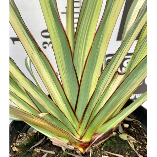 238 - TWO LARGE PHORMIUM TENAX 'RAINBOW QUEEN' AND 'CREAM DELIGHT' APPROX 80-100CM IN HEIGHT IN 5 LTR POTS... 