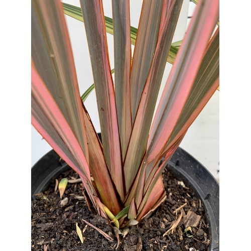 238 - TWO LARGE PHORMIUM TENAX 'RAINBOW QUEEN' AND 'CREAM DELIGHT' APPROX 80-100CM IN HEIGHT IN 5 LTR POTS... 