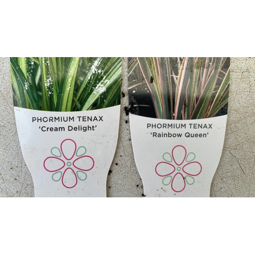 238 - TWO LARGE PHORMIUM TENAX 'RAINBOW QUEEN' AND 'CREAM DELIGHT' APPROX 80-100CM IN HEIGHT IN 5 LTR POTS... 