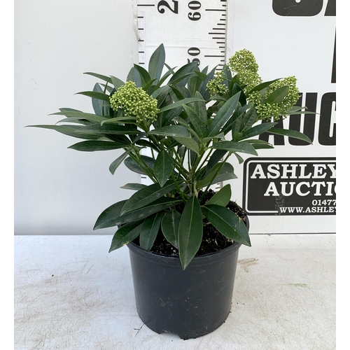 239 - ONE SKIMMIA CONFUSA 'KEW GREEN' IN 5 LTR POTS APPROX 50CM IN HEIGHT PLUS VAT