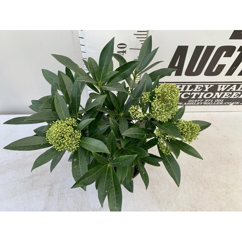 239 - ONE SKIMMIA CONFUSA 'KEW GREEN' IN 5 LTR POTS APPROX 50CM IN HEIGHT PLUS VAT