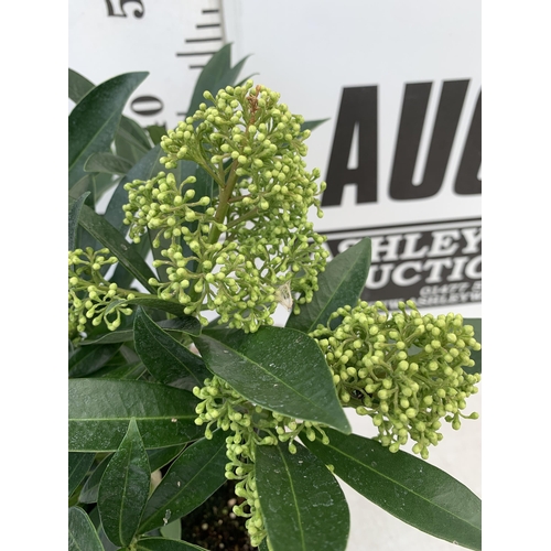 239 - ONE SKIMMIA CONFUSA 'KEW GREEN' IN 5 LTR POTS APPROX 50CM IN HEIGHT PLUS VAT