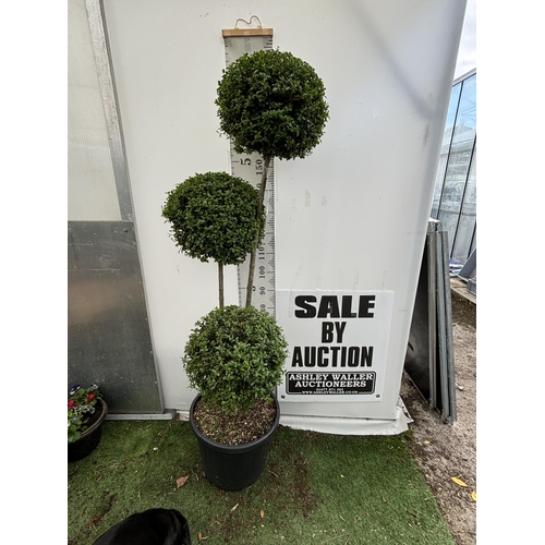 24 - A LIGUSTRUM JONANDRUM TRIOBA POM POM TREE 185CM TALL IN A 35 LITRE POT PLUS VAT