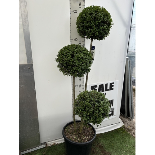 24 - A LIGUSTRUM JONANDRUM TRIOBA POM POM TREE 185CM TALL IN A 35 LITRE POT PLUS VAT