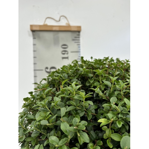 24 - A LIGUSTRUM JONANDRUM TRIOBA POM POM TREE 185CM TALL IN A 35 LITRE POT PLUS VAT