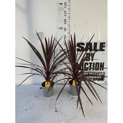 252 - TWO CORDYLINE AUSTRALIS REDSTAR 80CM - 90CM TALL TO BE SOLD FOR THE TWO PLUS VAT