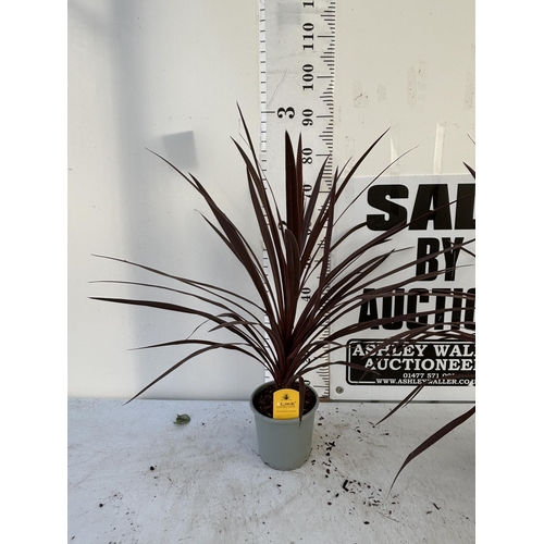 252 - TWO CORDYLINE AUSTRALIS REDSTAR 80CM - 90CM TALL TO BE SOLD FOR THE TWO PLUS VAT