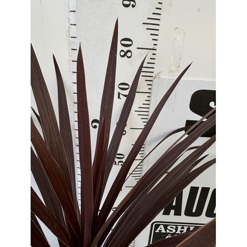 252 - TWO CORDYLINE AUSTRALIS REDSTAR 80CM - 90CM TALL TO BE SOLD FOR THE TWO PLUS VAT