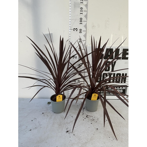 253 - TWO CORDYLINE AUSTRALIS REDSTAR 80CM - 90CM TALL TO BE SOLD FOR THE TWO PLUS VAT