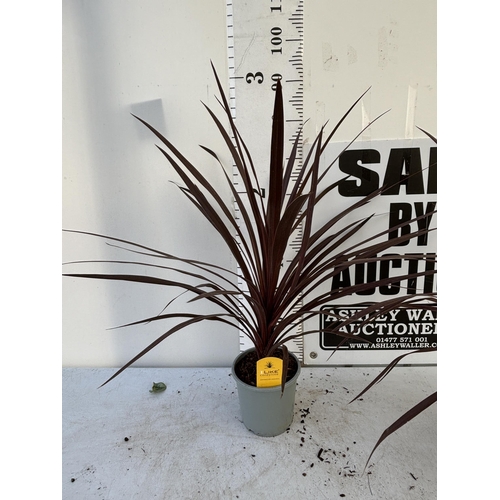 253 - TWO CORDYLINE AUSTRALIS REDSTAR 80CM - 90CM TALL TO BE SOLD FOR THE TWO PLUS VAT