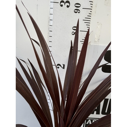 253 - TWO CORDYLINE AUSTRALIS REDSTAR 80CM - 90CM TALL TO BE SOLD FOR THE TWO PLUS VAT