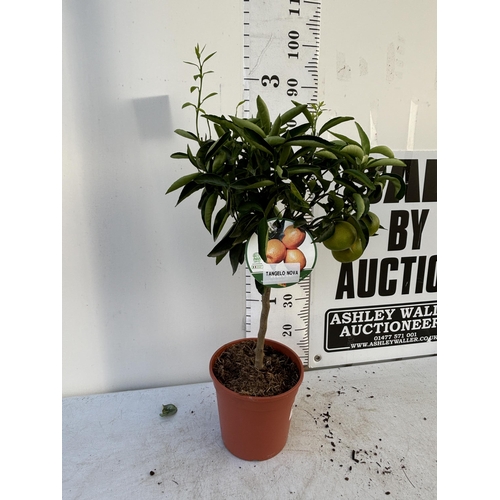 254 - A MANDARIN TANGELO NOVA STANDARD TREE WITH FRUIT 90CM TALL NO VAT