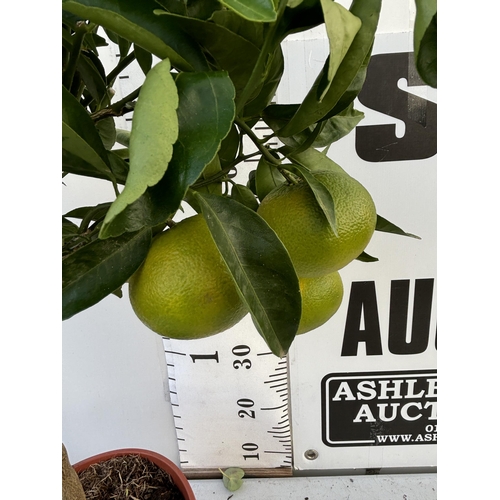 254 - A MANDARIN TANGELO NOVA STANDARD TREE WITH FRUIT 90CM TALL NO VAT