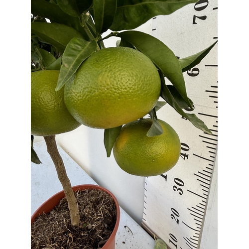 254 - A MANDARIN TANGELO NOVA STANDARD TREE WITH FRUIT 90CM TALL NO VAT