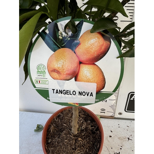 254 - A MANDARIN TANGELO NOVA STANDARD TREE WITH FRUIT 90CM TALL NO VAT