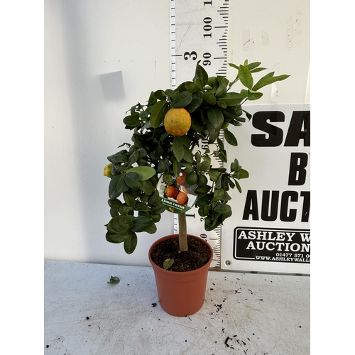 255 - A RED LIME LIMA ROSSA STANDARD TREE WITH FRUIT 90CM TALL NO VAT