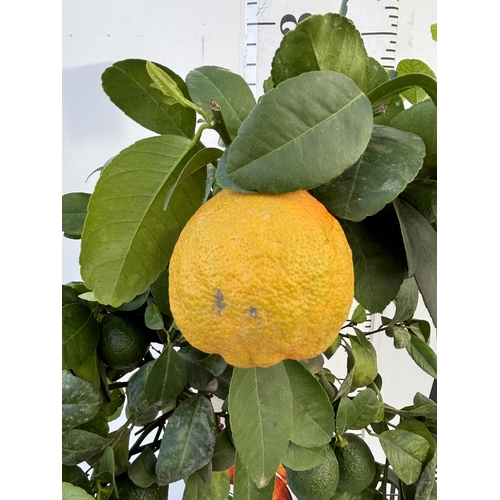 255 - A RED LIME LIMA ROSSA STANDARD TREE WITH FRUIT 90CM TALL NO VAT