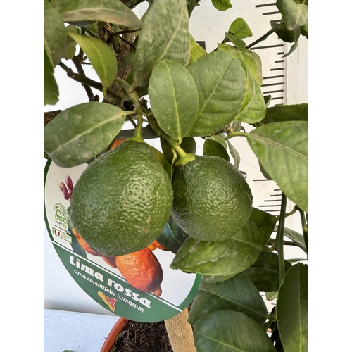 255 - A RED LIME LIMA ROSSA STANDARD TREE WITH FRUIT 90CM TALL NO VAT