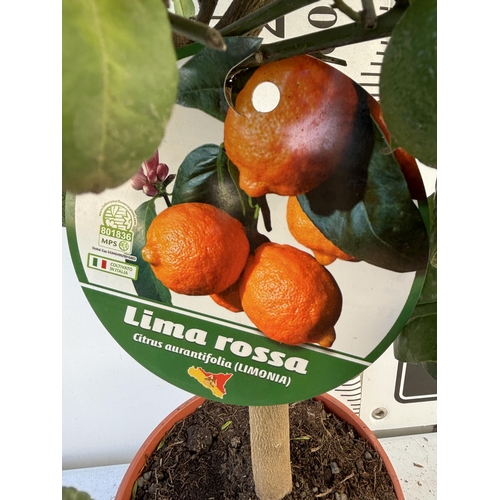 255 - A RED LIME LIMA ROSSA STANDARD TREE WITH FRUIT 90CM TALL NO VAT