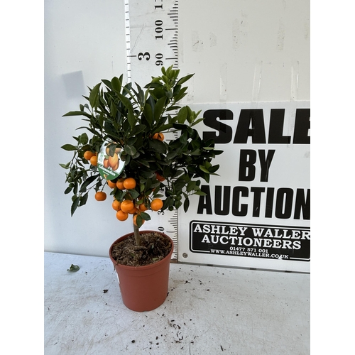 256 - AN ORANGE CALAMONDINO STANDARD TREE WITH FRUIT 90CM TALL NO VAT