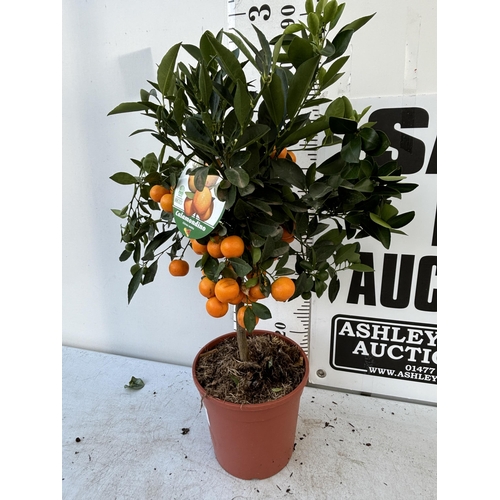 256 - AN ORANGE CALAMONDINO STANDARD TREE WITH FRUIT 90CM TALL NO VAT