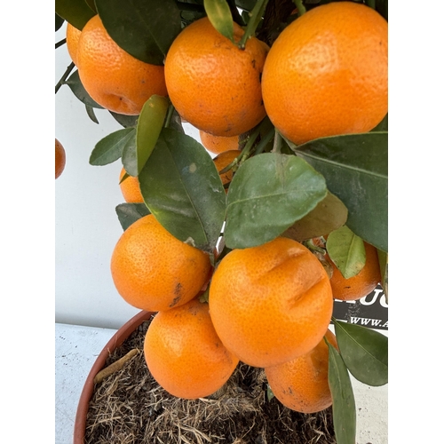 256 - AN ORANGE CALAMONDINO STANDARD TREE WITH FRUIT 90CM TALL NO VAT