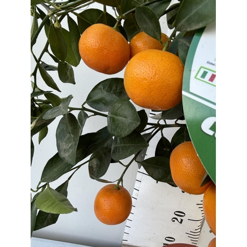 256 - AN ORANGE CALAMONDINO STANDARD TREE WITH FRUIT 90CM TALL NO VAT