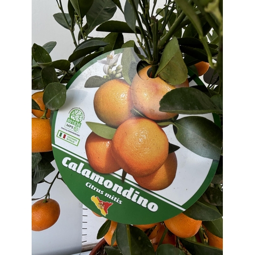 256 - AN ORANGE CALAMONDINO STANDARD TREE WITH FRUIT 90CM TALL NO VAT