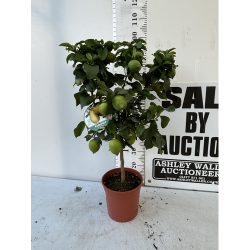 257 - A LEMON LIMONE STANDARD TREE WITH FRUIT 100CM TALL NO VAT