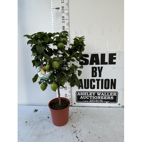 257 - A LEMON LIMONE STANDARD TREE WITH FRUIT 100CM TALL NO VAT