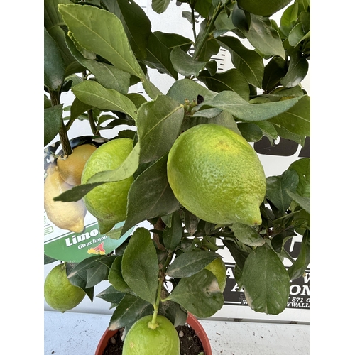 257 - A LEMON LIMONE STANDARD TREE WITH FRUIT 100CM TALL NO VAT