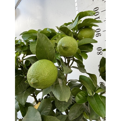 257 - A LEMON LIMONE STANDARD TREE WITH FRUIT 100CM TALL NO VAT