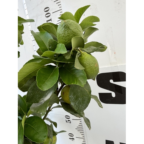 257 - A LEMON LIMONE STANDARD TREE WITH FRUIT 100CM TALL NO VAT