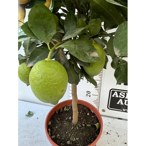 257 - A LEMON LIMONE STANDARD TREE WITH FRUIT 100CM TALL NO VAT