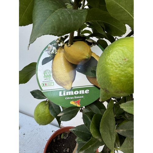 257 - A LEMON LIMONE STANDARD TREE WITH FRUIT 100CM TALL NO VAT