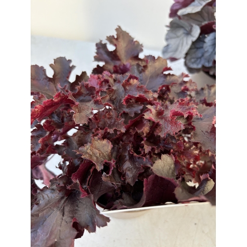 258 - FIVE VARIOUS HEUCHERA TO INCLUDE BLACK BEAUTY, SILVER BERRY, FOREVER PURPLE, CRANBERRY AND ART NOUVE... 