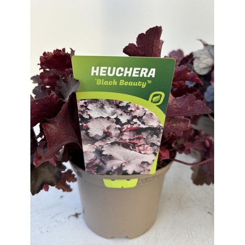 258 - FIVE VARIOUS HEUCHERA TO INCLUDE BLACK BEAUTY, SILVER BERRY, FOREVER PURPLE, CRANBERRY AND ART NOUVE... 