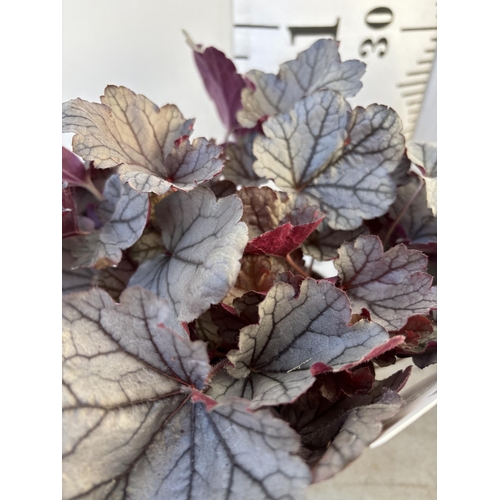 258 - FIVE VARIOUS HEUCHERA TO INCLUDE BLACK BEAUTY, SILVER BERRY, FOREVER PURPLE, CRANBERRY AND ART NOUVE... 