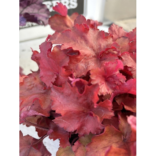 258 - FIVE VARIOUS HEUCHERA TO INCLUDE BLACK BEAUTY, SILVER BERRY, FOREVER PURPLE, CRANBERRY AND ART NOUVE... 