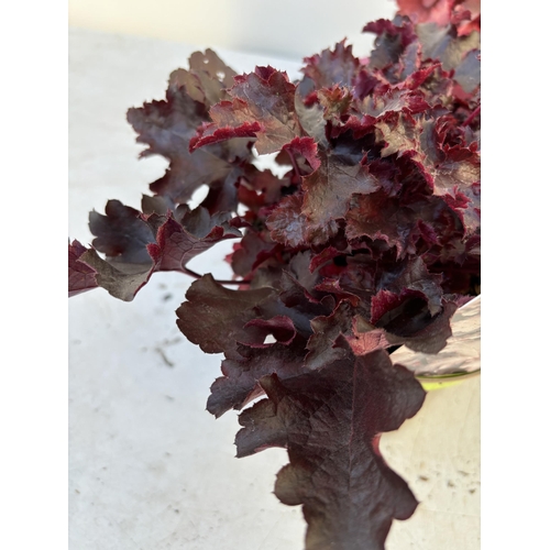 259 - FIVE VARIOUS HEUCHERA TO INCLUDE BLACK BEAUTY, BERRY TIMELESS, FOREVER PURPLE, CRANBERRY AND ART NOU... 