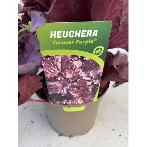 259 - FIVE VARIOUS HEUCHERA TO INCLUDE BLACK BEAUTY, BERRY TIMELESS, FOREVER PURPLE, CRANBERRY AND ART NOU... 