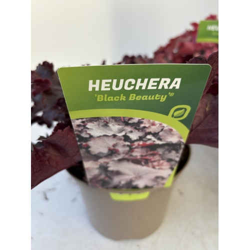 259 - FIVE VARIOUS HEUCHERA TO INCLUDE BLACK BEAUTY, BERRY TIMELESS, FOREVER PURPLE, CRANBERRY AND ART NOU... 